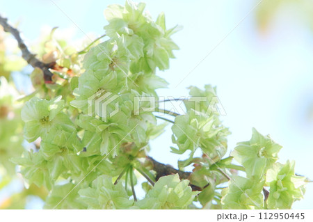 満開の八重桜（御衣黄）のクローズアップ 【空背景】 112950445