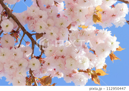 青空に映える満開の八重桜(普賢象) 【青空背景】 青空に映える満開の八重桜(普賢象) 【青空背景】 112950447