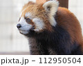 レッサーパンダ 112950504