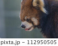 レッサーパンダ 112950505