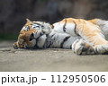 お昼寝中のアムールトラ 112950506