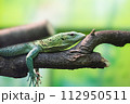 ミドリホソオオトカゲ 112950511