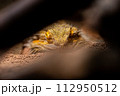 隙間から覗くフトアゴヒゲトカゲ 112950512