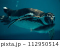 魚をねらうペンギン 112950514