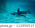 泳ぐペンギン 112950515