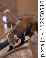 レッサーパンダ 112950516