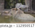 温泉につかるカピパラ 112950517