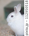 うさぎ 112950518