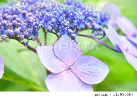 鎌倉の紫陽花 112950567