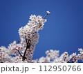 青空に映える桜 112950766
