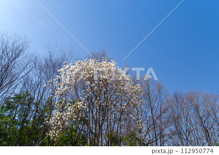 森のモクレン 112950774