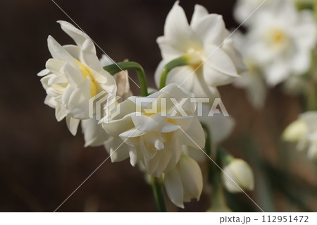 初夏の庭に咲く八重咲のフサザキスイセンの花 初夏の庭に咲く八重咲のフサザキスイセンの花 112951472