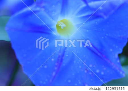 アサガオの花 アサガオの花 112951515