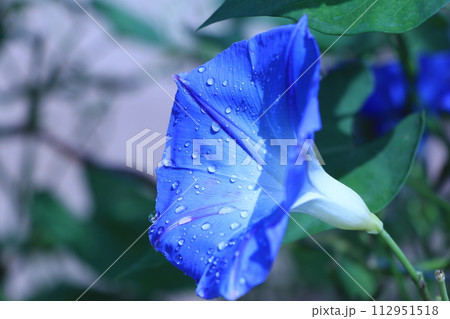 アサガオの花 112951518