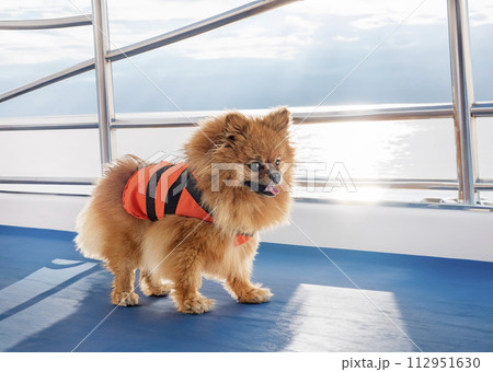 pomeranian and life jacket 112951630