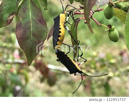 キバラヘリカメムシのデート 112951737