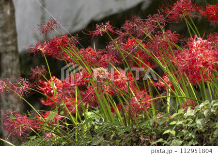 京都大原 三千院門前 桜の馬場に咲く彼岸花 京都大原 三千院門前 桜の馬場に咲く彼岸花 112951804