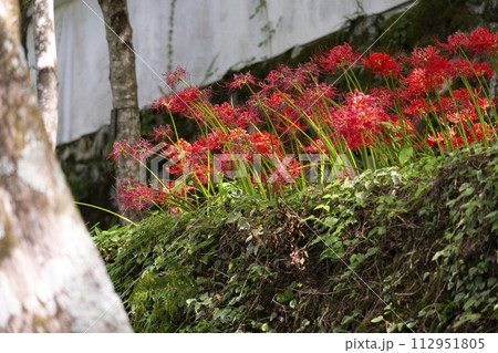 京都大原　三千院門前　桜の馬場に咲く彼岸花 112951805