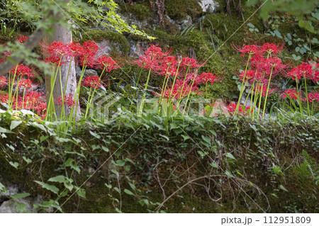 京都大原 三千院門前 桜の馬場に咲く彼岸花 京都大原 三千院門前 桜の馬場に咲く彼岸花 112951809