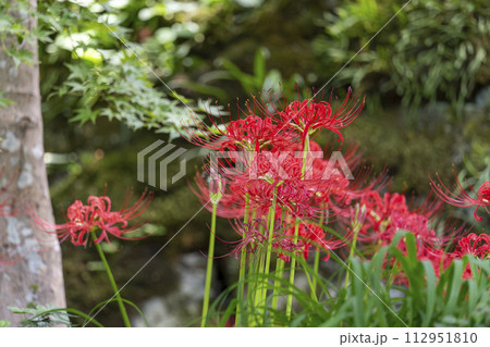 京都大原　三千院門前　桜の馬場に咲く彼岸花 112951810