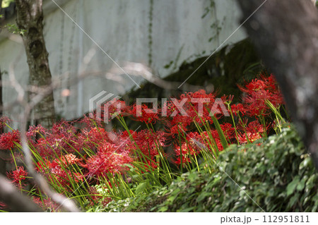 京都大原　三千院門前　桜の馬場に咲く彼岸花 112951811