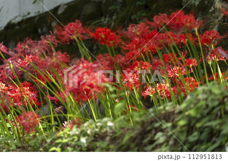 京都大原 三千院門前 桜の馬場に咲く彼岸花 京都大原 三千院門前 桜の馬場に咲く彼岸花 112951813