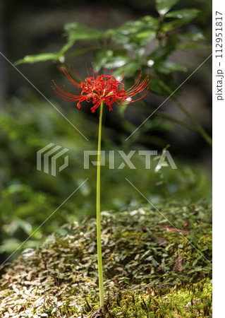 京都大原 三千院門前 桜の馬場に咲く彼岸花 京都大原 三千院門前 桜の馬場に咲く彼岸花 112951817