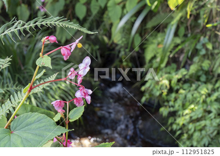 京都大原 大原女の小径 シュウカイドウ 京都大原 大原女の小径 シュウカイドウ 112951825