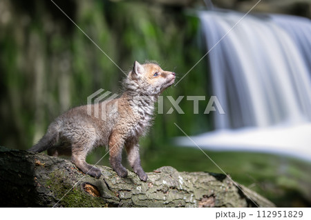Red fox, vulpes vulpes, small young cub in forest on waterfall background. Cute little wild predators in natural environment 112951829