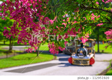 赤い花と花電車 赤い花と花電車 112951920