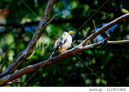 枝に止まるアトリ科イカル 112951968