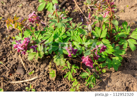 Purple corydalis flowers in forest at spring 112952320