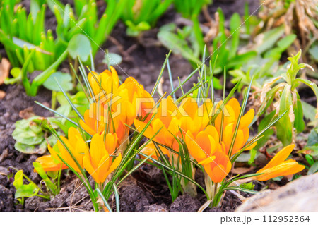 Yellow crocus flowers in the garden on spring Yellow crocus flowers in the garden on spring 112952364