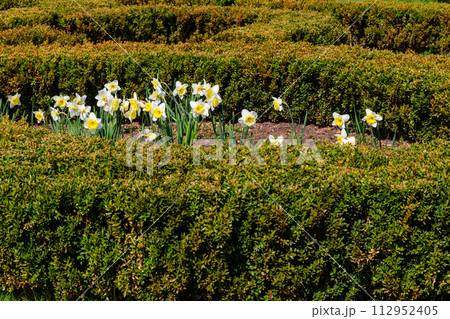 Daffodil flowers in a garden. Beautiful narcissus on flowerbed Daffodil flowers in a garden. Beautiful narcissus on flowerbed 112952405
