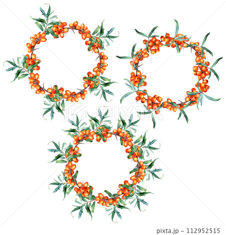 Wreath frame collection with medicinal plant sea buckthorn branches. Hand drawn watercolor botanical illustration isolated on white background. For clip art cards invitation label package 112952515