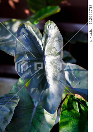 Colocasia or Colocasia Diamond Head, diamond head colocasia or Araceae Colocasia or Colocasia Diamond Head, diamond head colocasia or Araceae 112952752