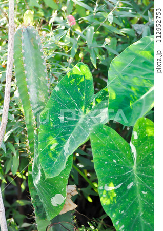 Colocasia milky way or Colocasia variegated Colocasia milky way or Colocasia variegated 112952753