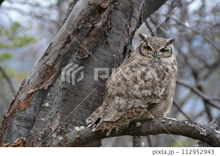 フィッツロイ 112952943