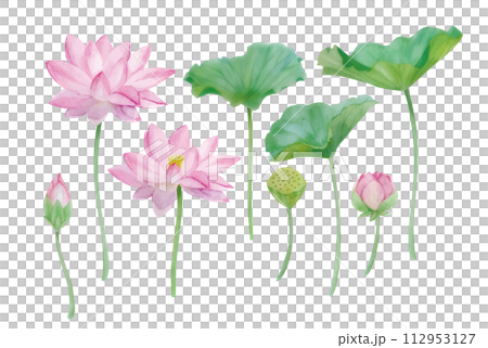 水彩畫蓮花的插圖 112953127