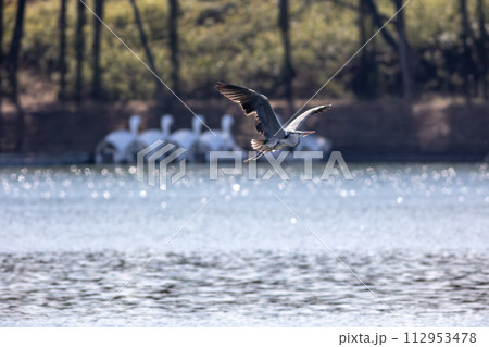 飛翔するアオサギ 飛翔するアオサギ 112953478