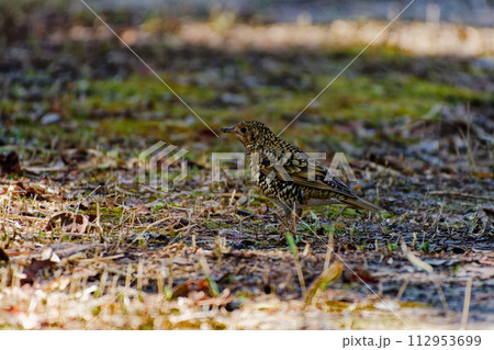 ツグミ類最大種　ツグミ科トラツグミの採食 112953699