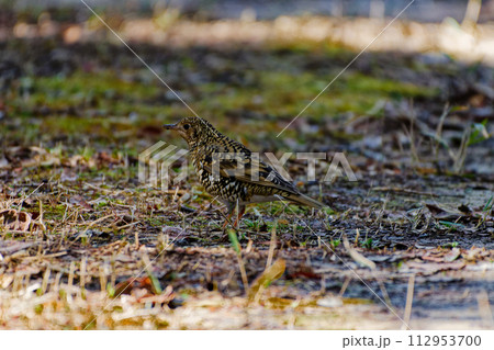 ツグミ類最大種　ツグミ科トラツグミの採食 112953700