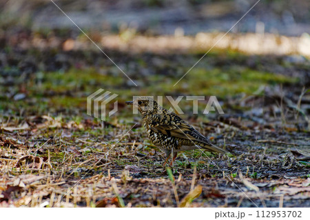 ツグミ類最大種　ツグミ科トラツグミの採食 112953702