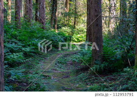 黒川洞穴へ続く遊歩道の風景 黒川洞穴へ続く遊歩道の風景 112953791