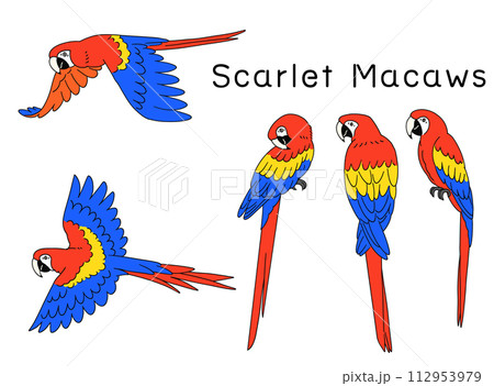 手描きのアカコンゴウインコのイラスト素材セット 手描きのアカコンゴウインコのイラスト素材セット 112953979