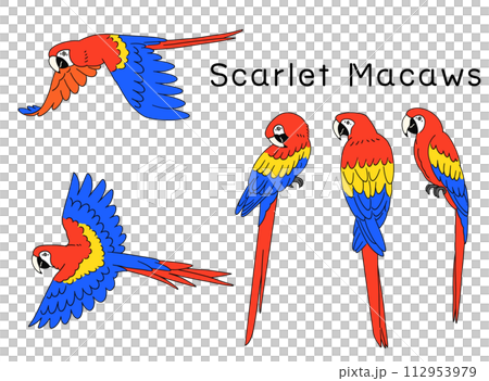 手描きのアカコンゴウインコのイラスト素材セット 手描きのアカコンゴウインコのイラスト素材セット 112953979
