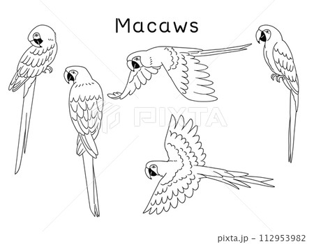 線画のコンゴウインコのイラスト素材セット 112953982