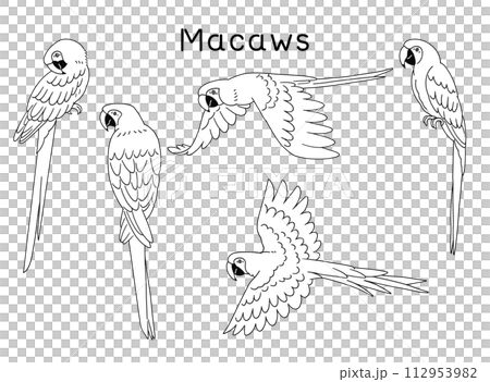 線画のコンゴウインコのイラスト素材セット 112953982