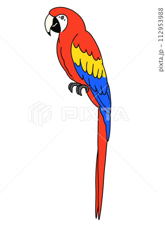 手描きのアカコンゴウインコのイラスト素材のイラスト素材 [112953988