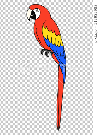 手繪紅金剛鸚鵡插畫素材 手繪紅金剛鸚鵡插畫素材 112953988